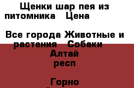 Щенки шар-пея из питомника › Цена ­ 15 000 - Все города Животные и растения » Собаки   . Алтай респ.,Горно-Алтайск г.